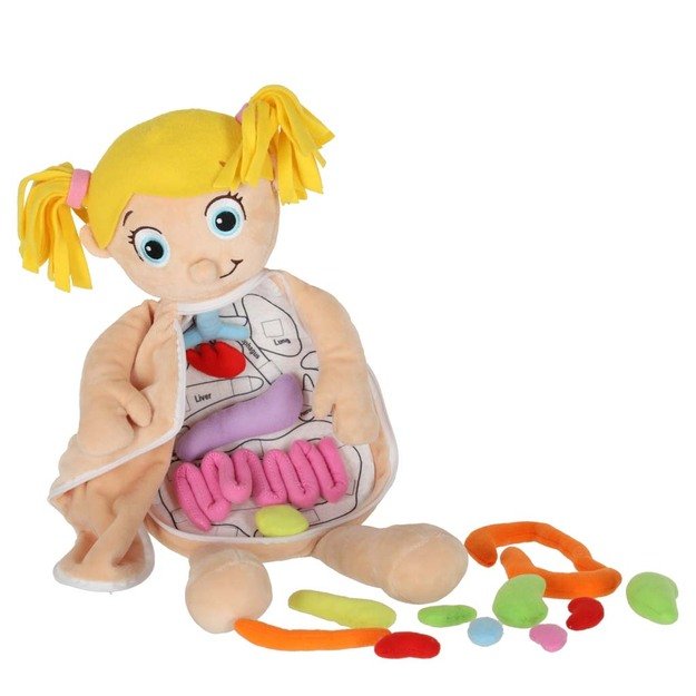 Anatomijos besimokanti mergaitė lėlė talismanas