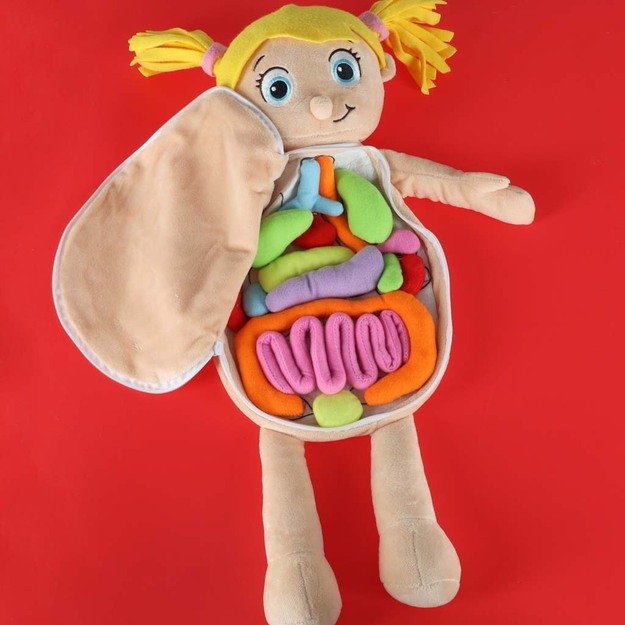 Anatomijos besimokanti mergaitė lėlė talismanas