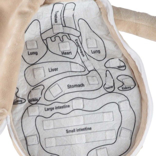 Anatomijos besimokantis berniukas su talismanu
