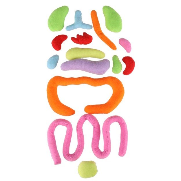 Anatomijos besimokantis berniukas su talismanu